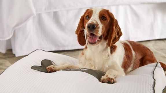 Dog Friendly Hotels Napa The Westin Verasa Dog Friendly Napa Hotel
